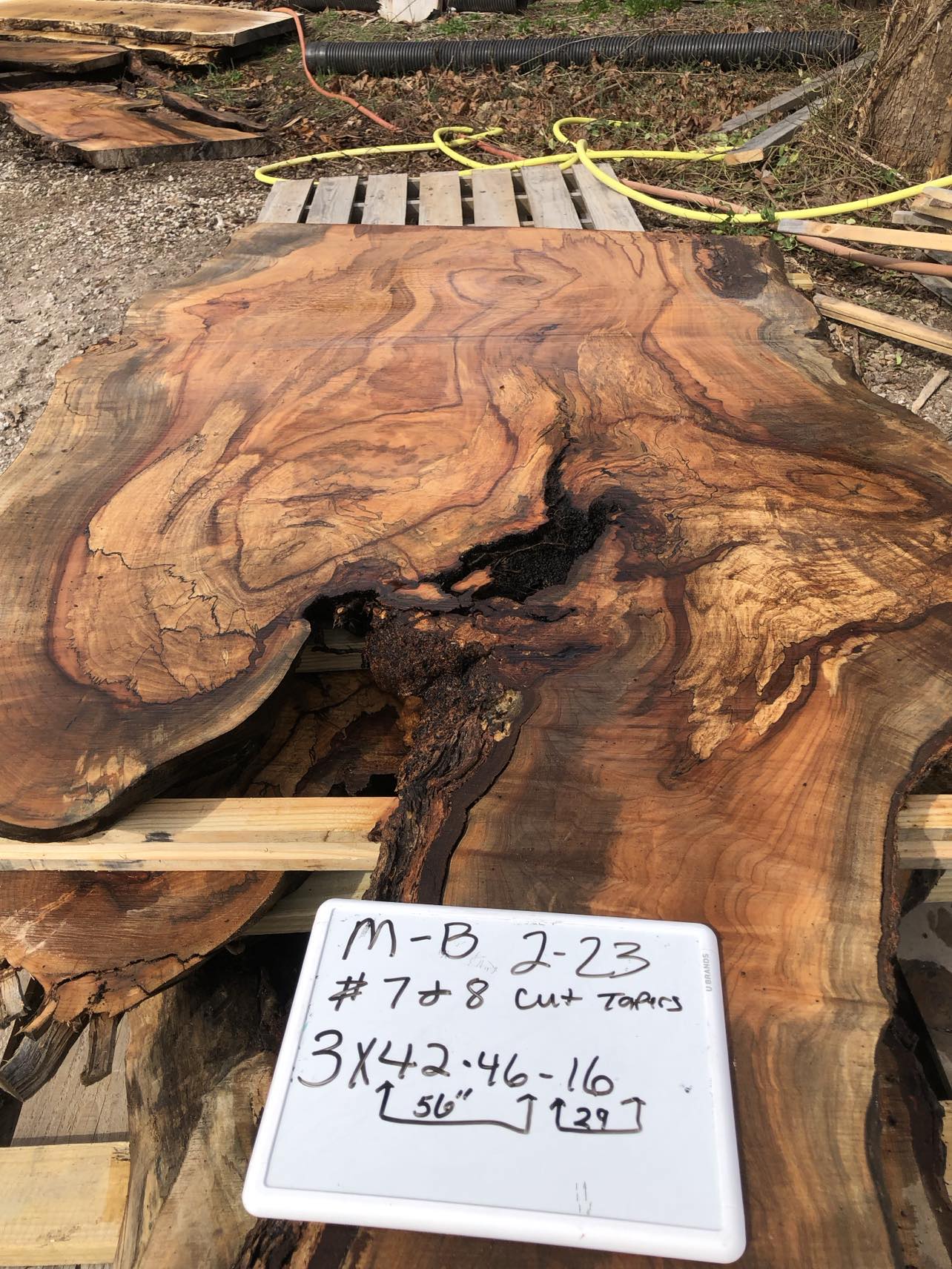 Maple MB 0223237