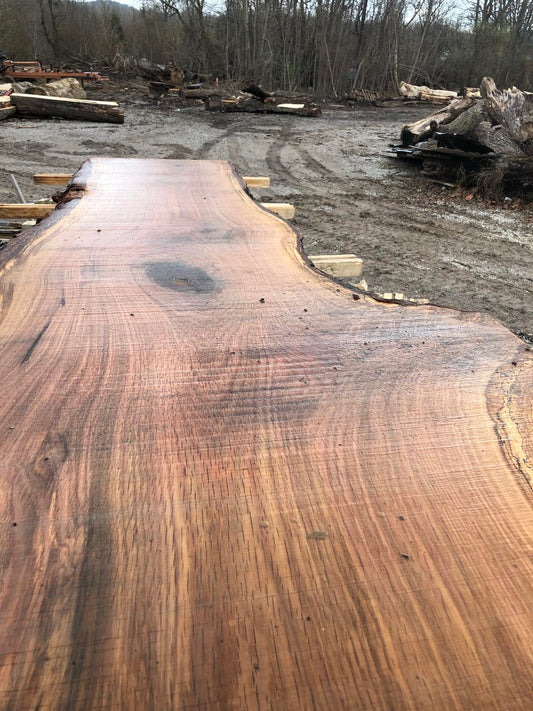 White Oak D 0223231