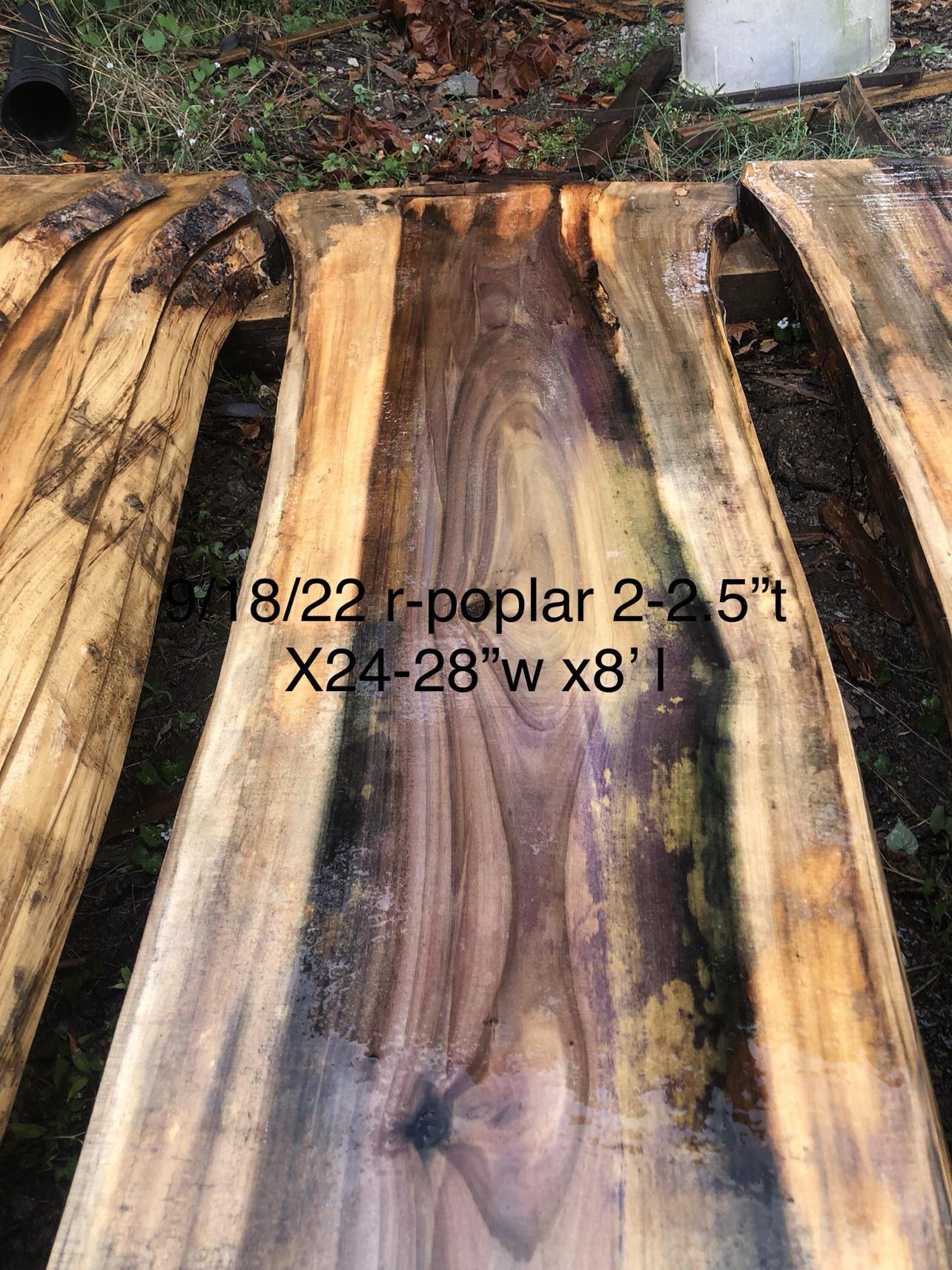 Poplar 0822