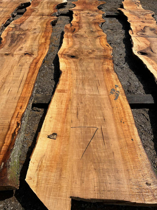 M7 032124 Maple