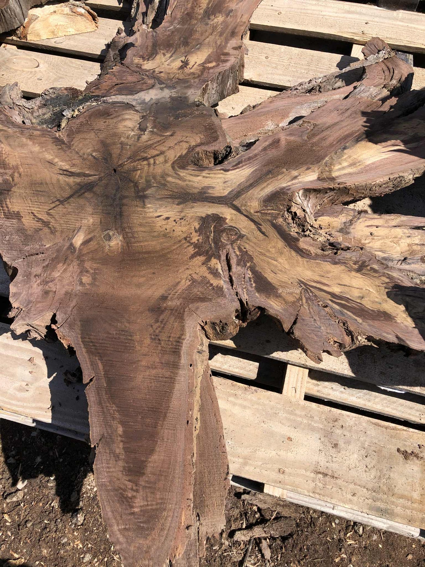 Walnut Root