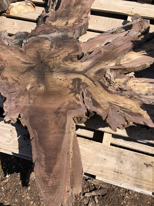 Walnut Root