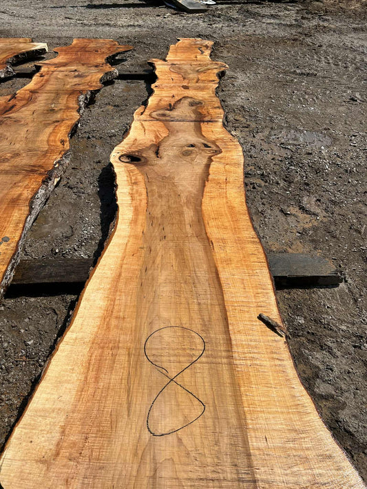 M8 032124 Maple