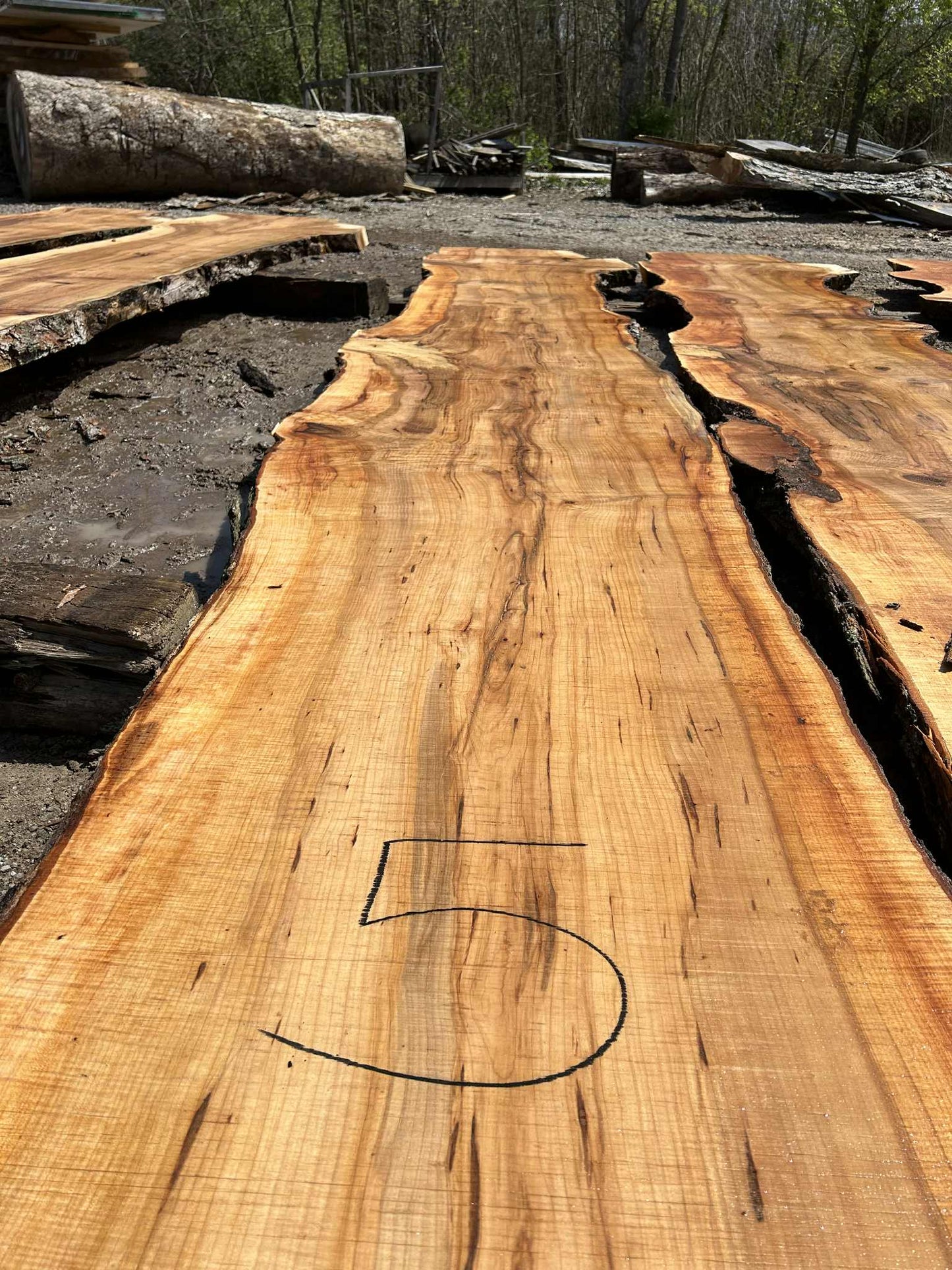 M5 032124 Maple