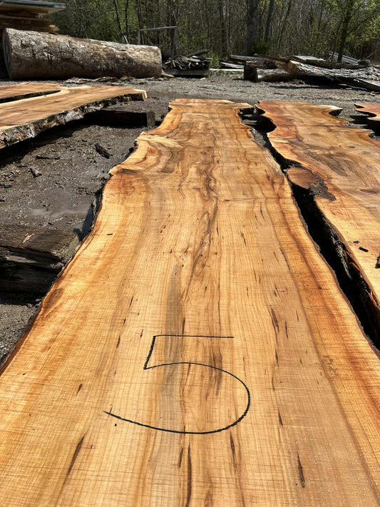M5 032124 Maple